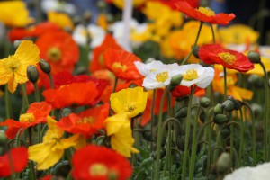 Gartenplanung muss nicht immer teuer sein