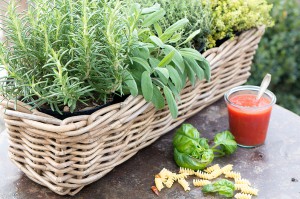 Küchenkräuter für Tomatenchutney und Co.