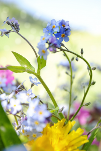 Vasen mit Wiesenblumen sind ein Traum!