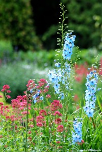 Schön und pflegeleicht: Die Spornblume