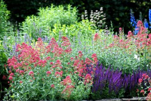 Herrlicher Anblick: Die Spornblume