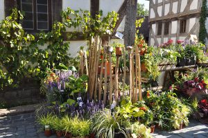 Gartenveranstaltung: Herbstlicher Pflanzenmarkt im Hessenpark