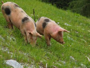 Die Käsealm Moosbrugger legt Wert auf eine artgerechte Tierhaltung