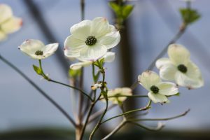 Frühlingsveranstaltung in Berlin: Späth’er Frühling