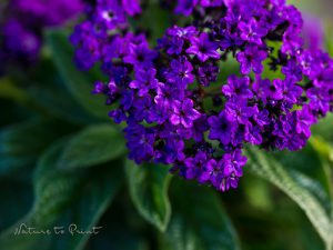 Herrlich blühende Blumenkästen verschönern Balkon und Co.