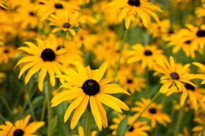 Stauden schneiden: Auch für Rudbeckia wichtig