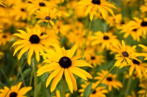 Stauden schneiden: Auch für Rudbeckia wichtig