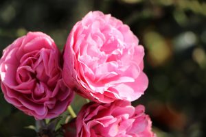 Gartenveranstaltung im Portrait (Bildrecht-LGS-Bad-Schwalbach-2018-GmbH)