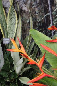 Strelitzien werden auch als Paradiesvogelblumen bezeichnet...