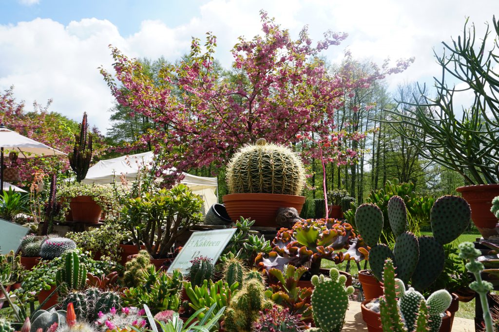Frühlingserwachen Stadtgarten Gelnhausen Gartenmessen